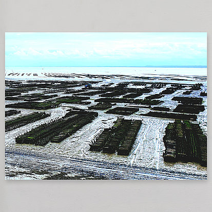oyster beds at cancale